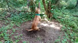 Amstaff training