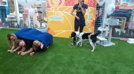 Dog tricks