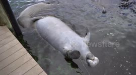 Heartbreaking footage reveals marine life killed by Florida's toxic algae bloom