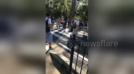 Newsflare Edit - Deer using zebra crossing in Japan