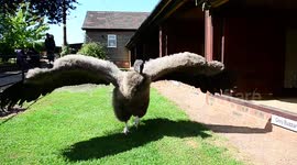 Spreading her wings: Meet the endangered baby condor being hand-reared in the UK
