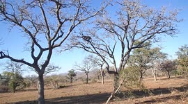 Leopard makes spectacular leap to catch monkey(Unedited)