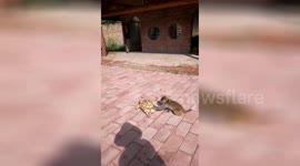 Monkey gives slow-moving turtle a gentle push