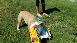 Excited bulldog unwraps her own birthday presents