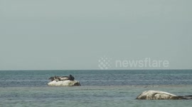 Kulinarischer Inselurlaub auf Læsø