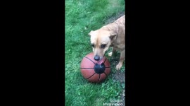 Dog dribbling with basketball