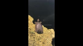 Massive snakehead attacks Big snapping turtle. (Full Fight)