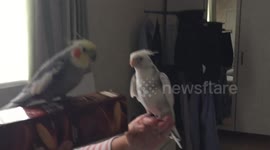 Two birds singing together on a biscuit box