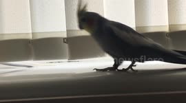 Newsflare Edit - Cockatiel confused by bird behind the curtain