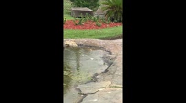 What happens to little duckling when he gets left behind by his siblings & mom? Watch to the end!