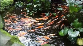 Koi Fishes in the Pond
