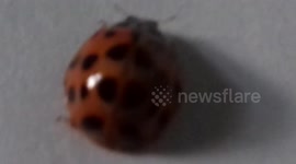 harlequin ladybird