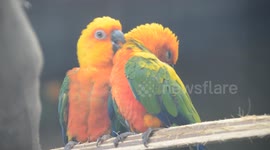 Loving couple of Parrot Birds