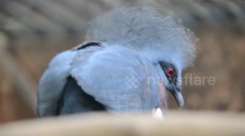 Western Crowned Pigeon