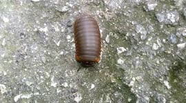 Insect shrunken when touched