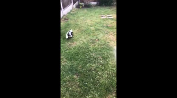 Shih Tzu puppy chasing hose
