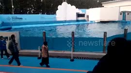 Dolphin Show at Niigata City Aquarium