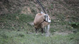 Wild goat