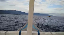 Wild Dolphins sightings in the Lovina Beach Bali