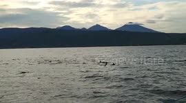 Wild Dolphins Sightings in the Lovina Beach Bali