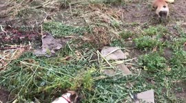 French bulldogs getting dirty