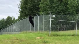 Black bear climbs barbed wire fence at Anchorage airport