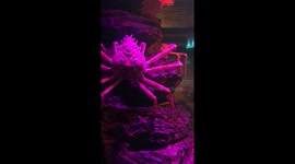Giant crab