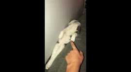 Felix the kitty cat