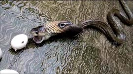 Cobra regurgitates seven eggs after raiding hen house