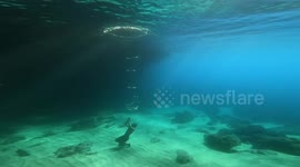 Snorkeler blows column of bubble rings, swims through