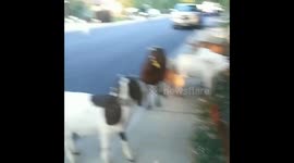 118 rogue goats wreak havoc in our a Boise neighborhood!!!!
