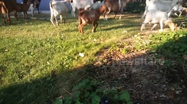 Goats invade our Boise Idaho suburban neighborhood 02