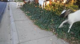 NO kidding!!! 118 goats descend on our neighborhood in Boise, Idaho