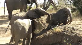 Young elephants struggle to get up onto steep embankment