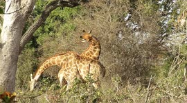 Male giraffes attack each other with explosive blows using their heads
