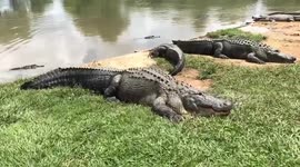 Insane closeups of alligator jaws
