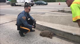 NJ State Police troopers save huge snapping turtle on the NJ Turnpike