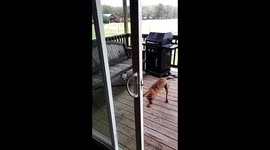 Rose (dog) harrasing emily the cat