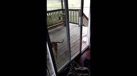 Rose (dog) tosses and catches her toy  by herself because nobody will throw her toy for her