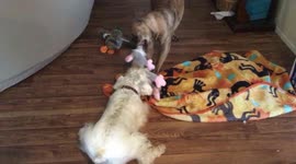 Rose and Zeidle argue over toy