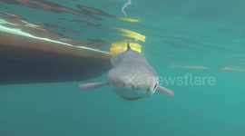 Sharks bump snorkeler off coast of Cornwall, UK