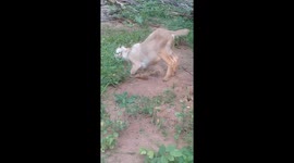 Goat on bended knees