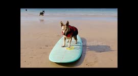 Dog surfing tricks