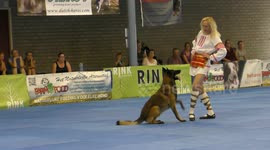 Malinois twists and jumps at Dog Dance World Championships