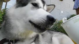 Alaskan Malamute Ice Cold Cubes to Keep cool during the Heatwave