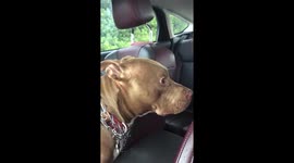 Kane the PIT BULL scared of the rain