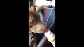 Kane the pit bull has ice cream for the first time