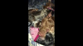 Pit bull dog sleeping with his baby Yorkie friend