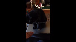 Cat’s can do Paw tricks also.