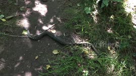 Grass Snake